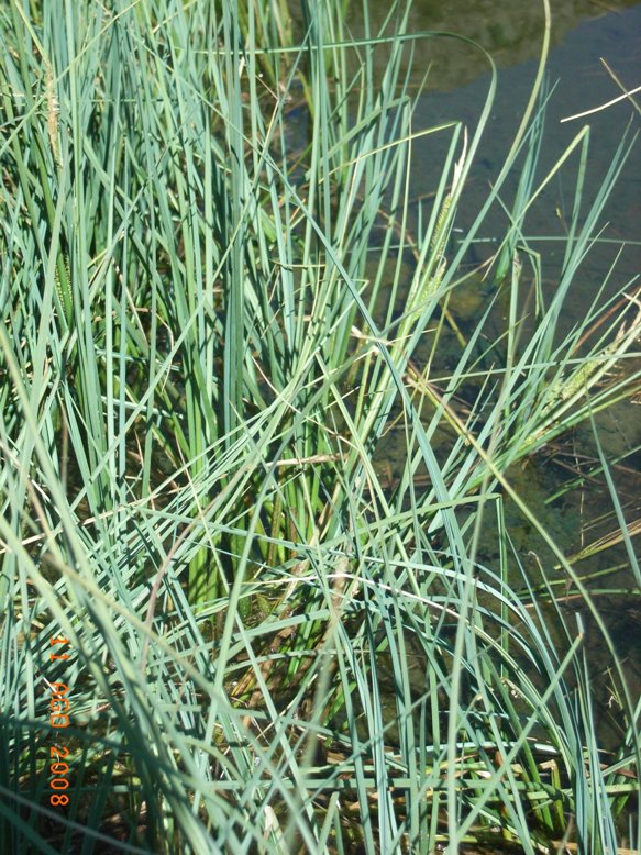 Carex rostrata